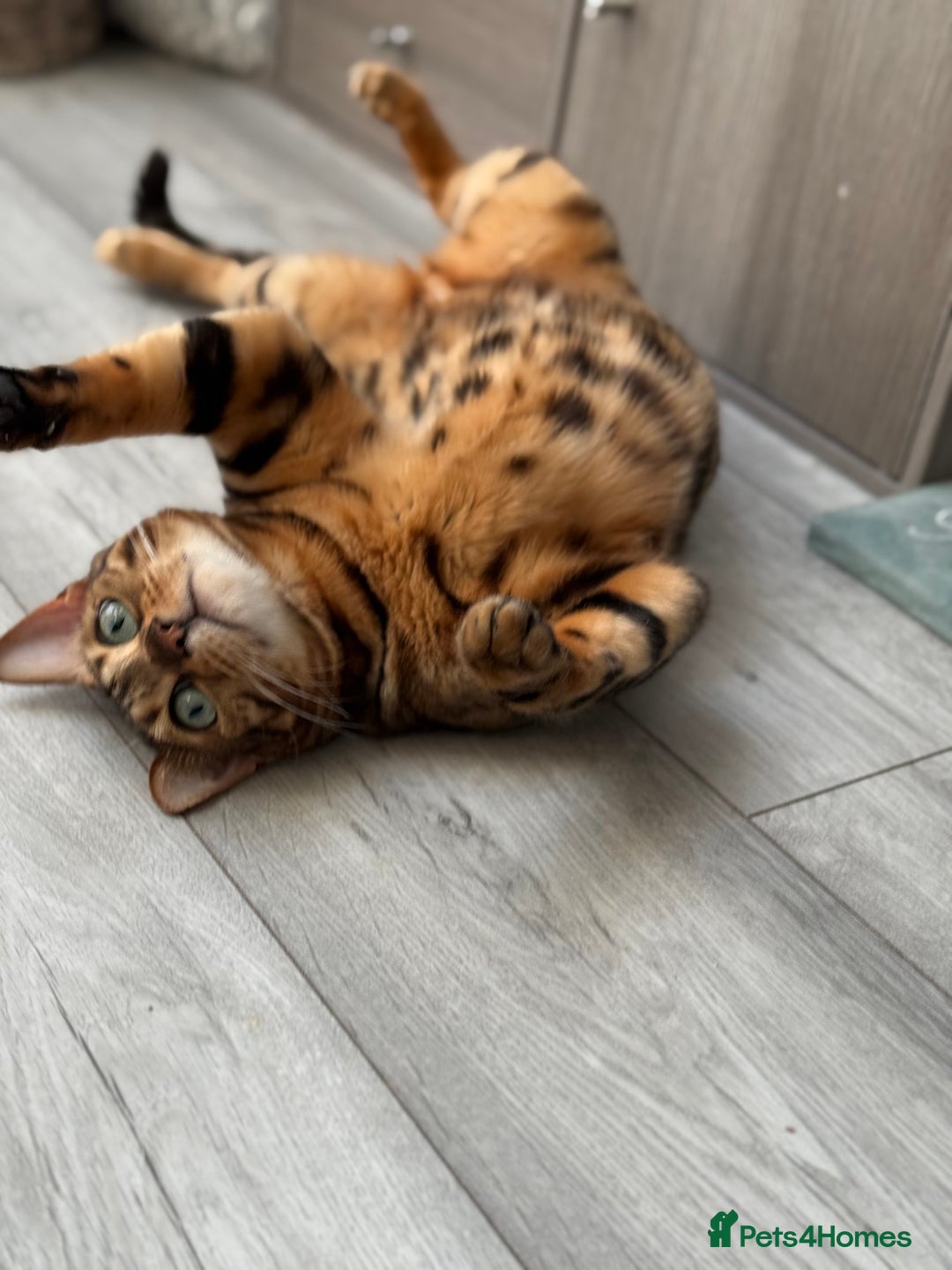 Bengal cats for sale: ⭐️TICA Triple Grand Champion⭐️ - Image 21