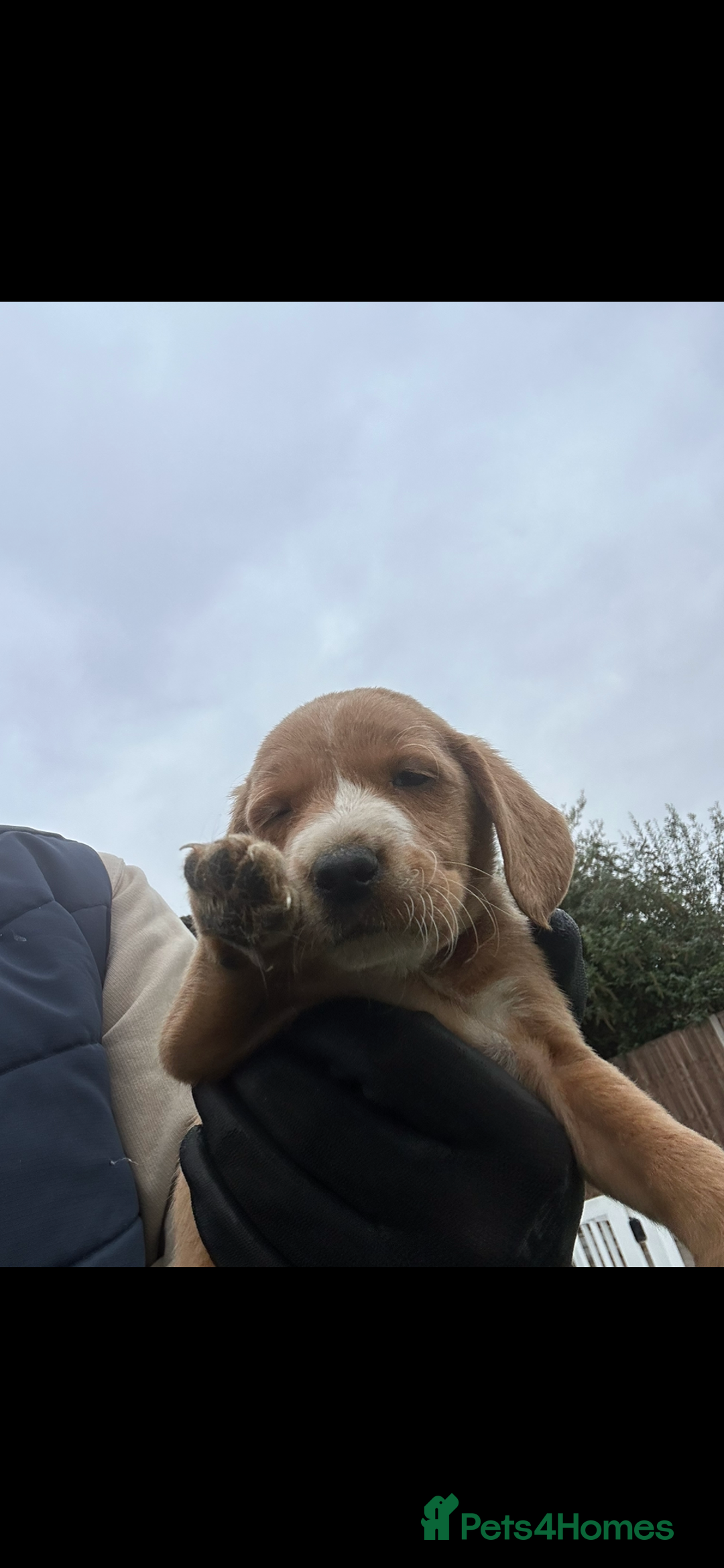 Mixed Breed dogs for sale: Here we have our last 3 pups of our litter  - Image 6