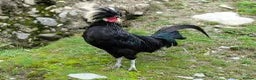 Mixed Breed birds for sale: Male and Female Polish Chickens Available - - Advert 1