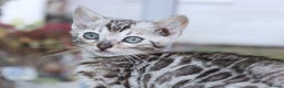Bengal cats for sale: CUTE SILVER FEMALE BENGAL KITTEN (TICA)  - Advert 16