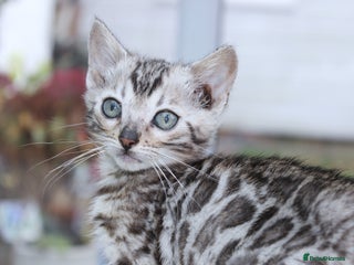 Bengal cats CUTE SILVER FEMALE BENGAL KITTEN (TICA) - Advert 5
