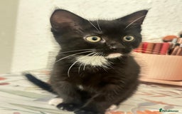 Munchkin cats for sale: 🐾 Adorable 2-Month-Old Male Kitten  🐾 - Image 1