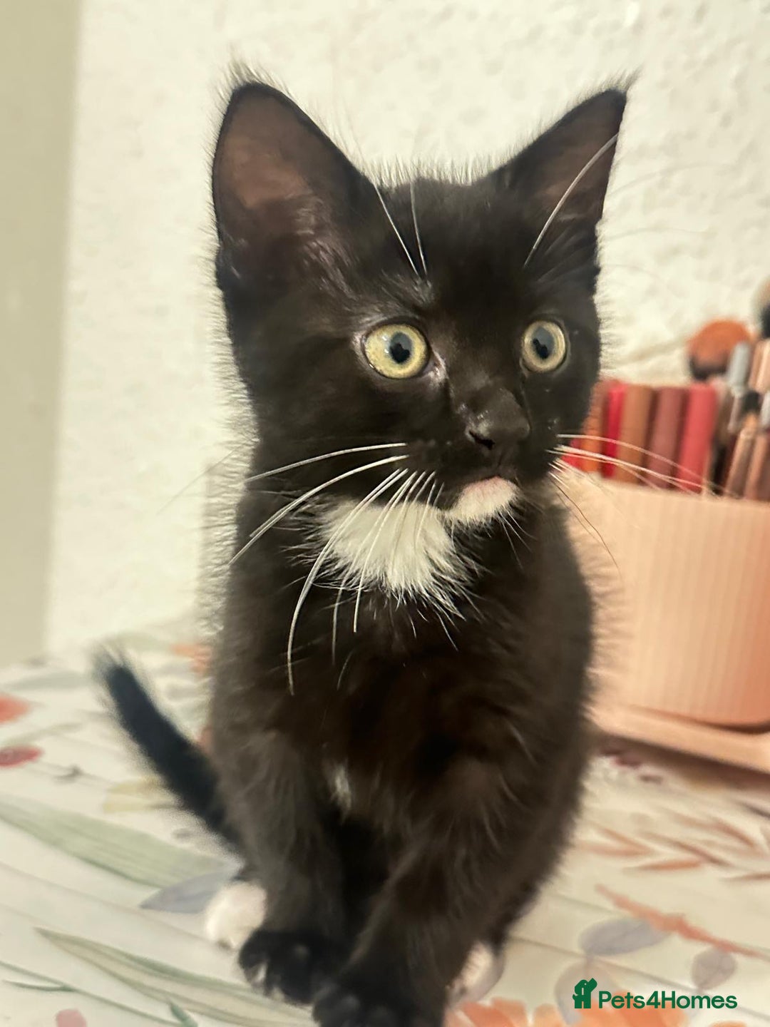 Munchkin cats for sale: 🐾 Adorable 2-Month-Old Male Kitten  🐾 - Image 1