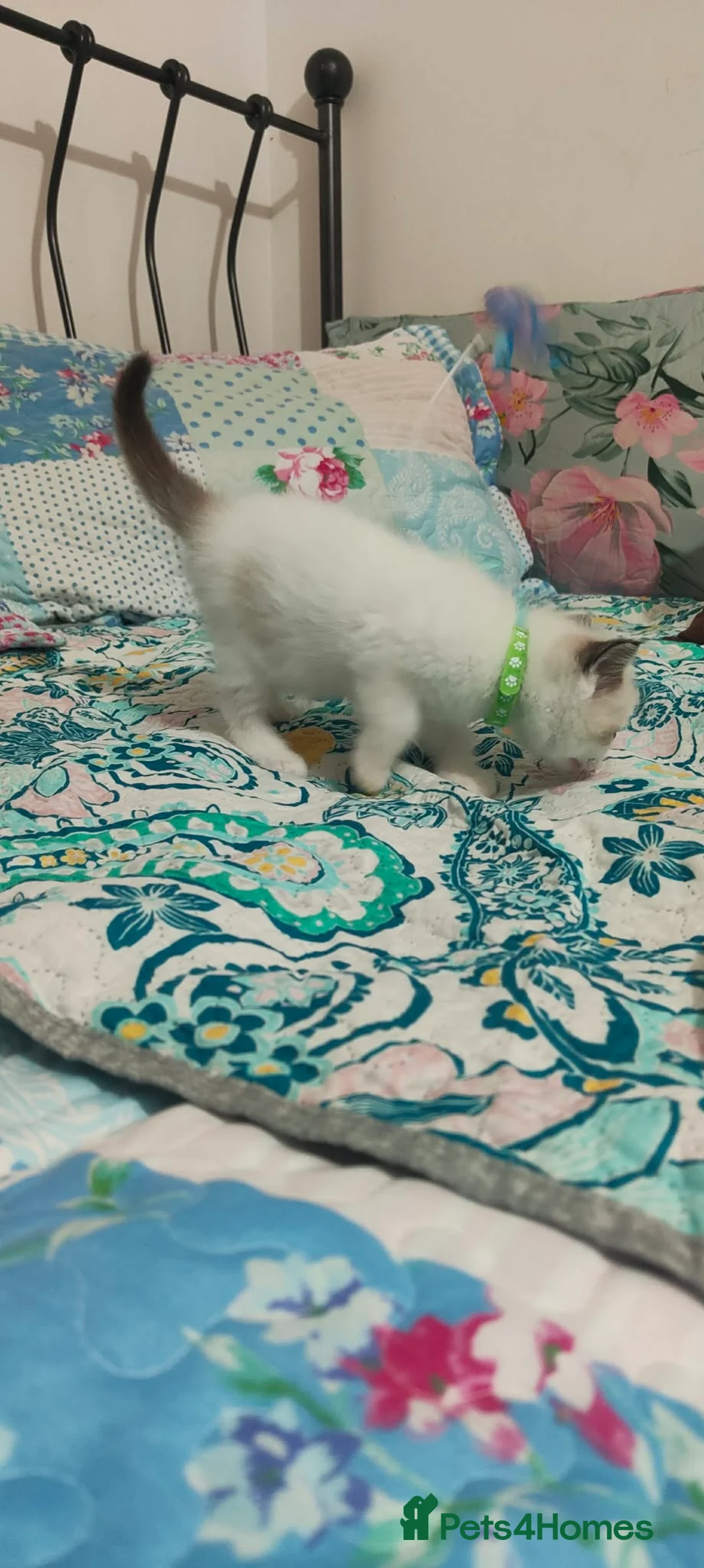 Ragdoll cats for sale: Give Your Heart a Friend-Beautiful Ragdoll Kittens - Advert 3