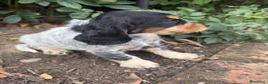 Cocker Spaniel 2