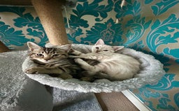 British Shorthair cats for sale: Luna and Tigger for sale  - Image 1