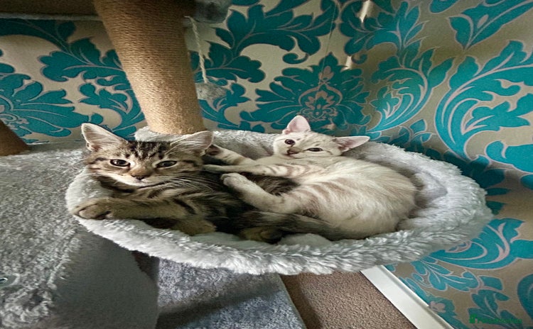 British Shorthair cats - Advert 4