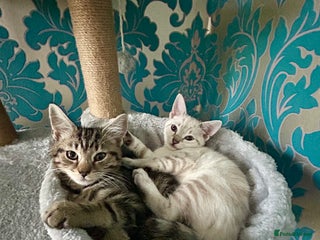 British Shorthair cats for sale - Advert 1