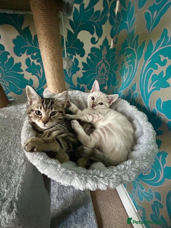 British Shorthair cats - Advert 4