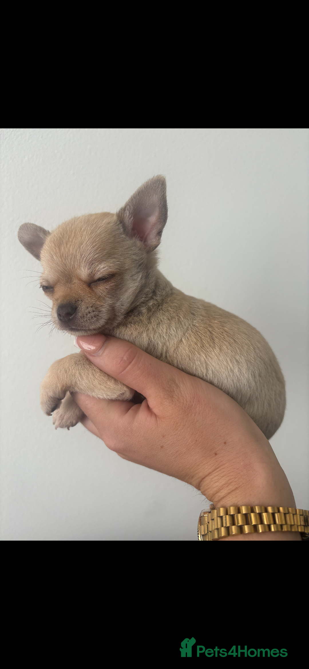 Chihuahua dogs for sale: Chihuahua boy - Image 6