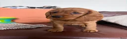 Cocker Spaniel dogs for sale: Outsdanding breedline of Working Cocker Spaniels - Advert 4