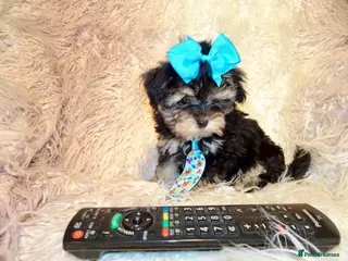 Maltipoo dogs **Phantom F1 Maltese x Toy Poodle Maltipoo Puppy** - Advert 10