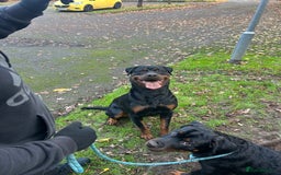 Rottweiler dogs for stud: BEAR 🐻 BEAUTIFUL ROTTWEILER FOR STUD  - Image 4