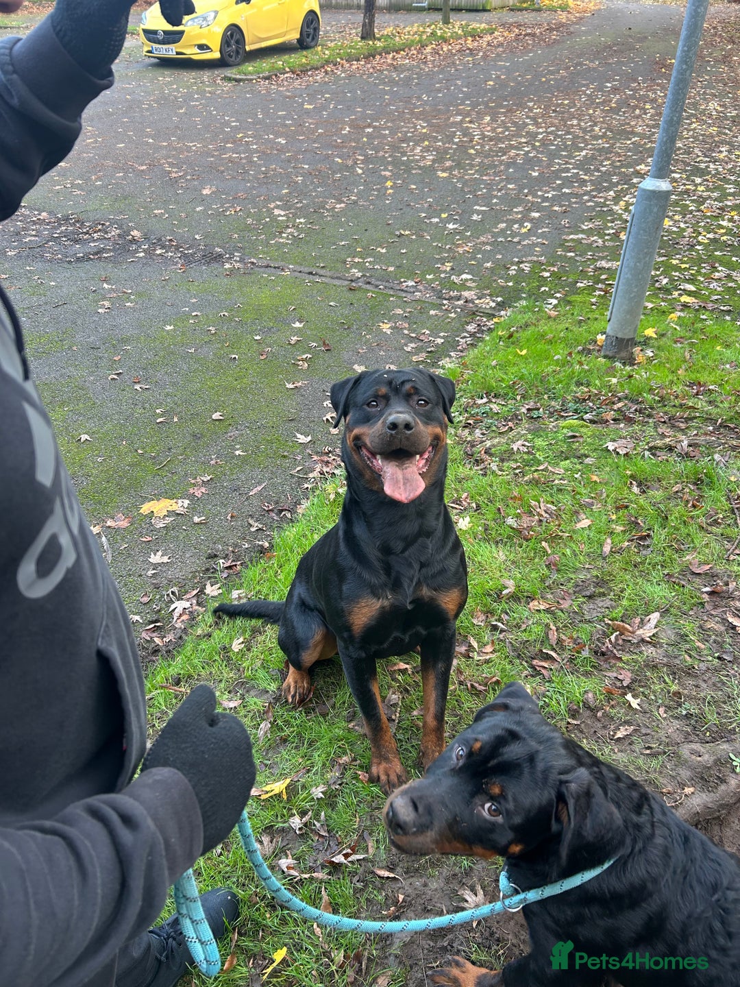 Rottweiler dogs for stud: BEAR 🐻 BEAUTIFUL ROTTWEILER FOR STUD  - Image 4