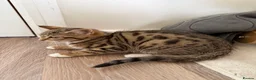 Mixed Breed cats for sale: Kittens available now  - Advert 3