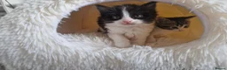 Ragdoll cats for sale: Beautiful fluffy kitten ready to leave - Advert 3