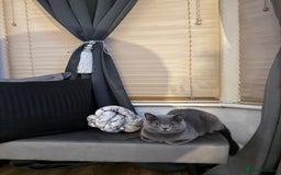 British Shorthair cats for sale: She is Bella  - Image 1