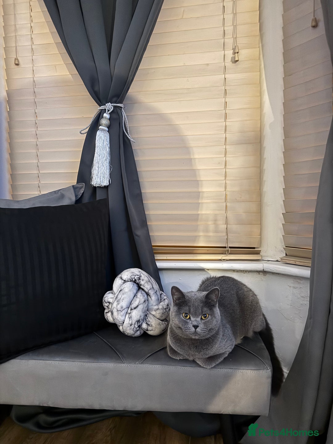 British Shorthair cats for sale: She is Bella  - Image 1