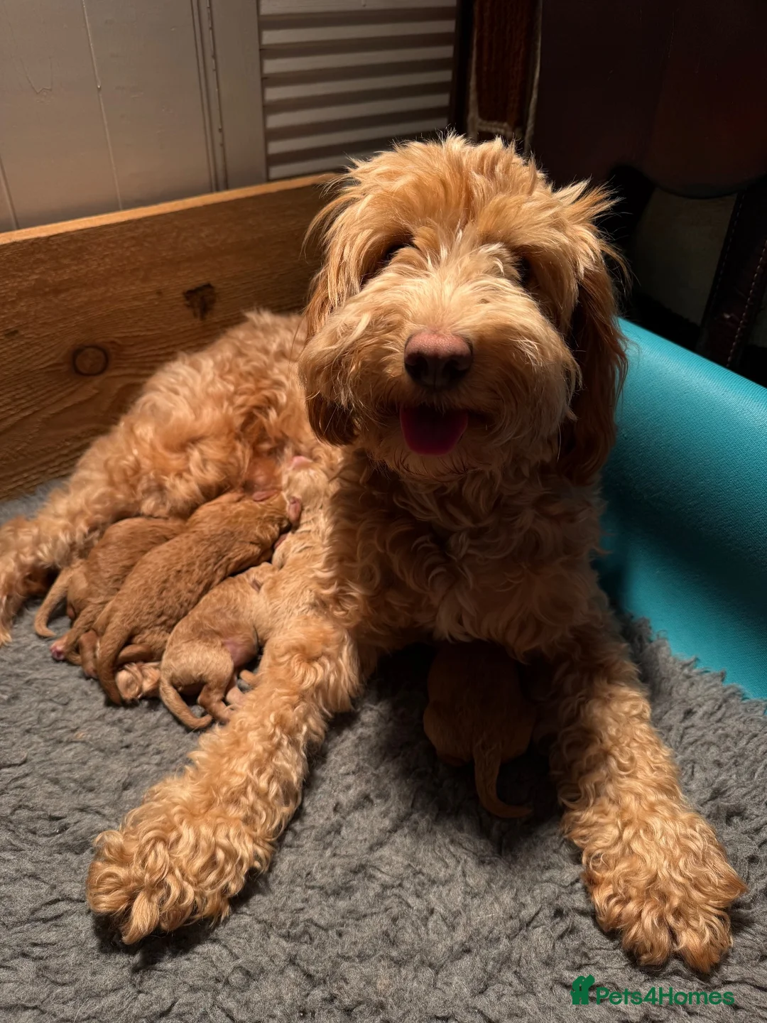Cockapoo dogs for sale: Delightful F1b Cockapoo pups - Advert 1