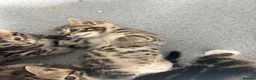 Bengal cats for sale: Kittens ready now  in Cramlington - Advert 8