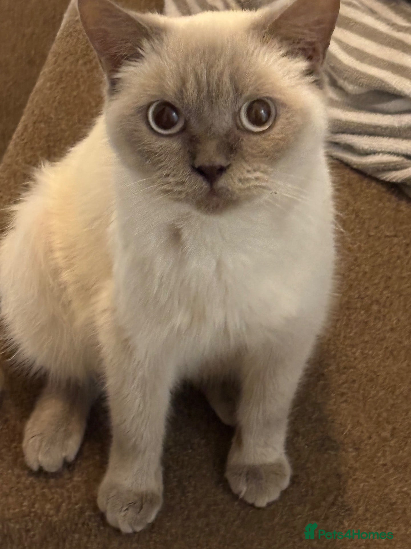 Ragdoll cats British shorthair female un neutered  - Advert 4