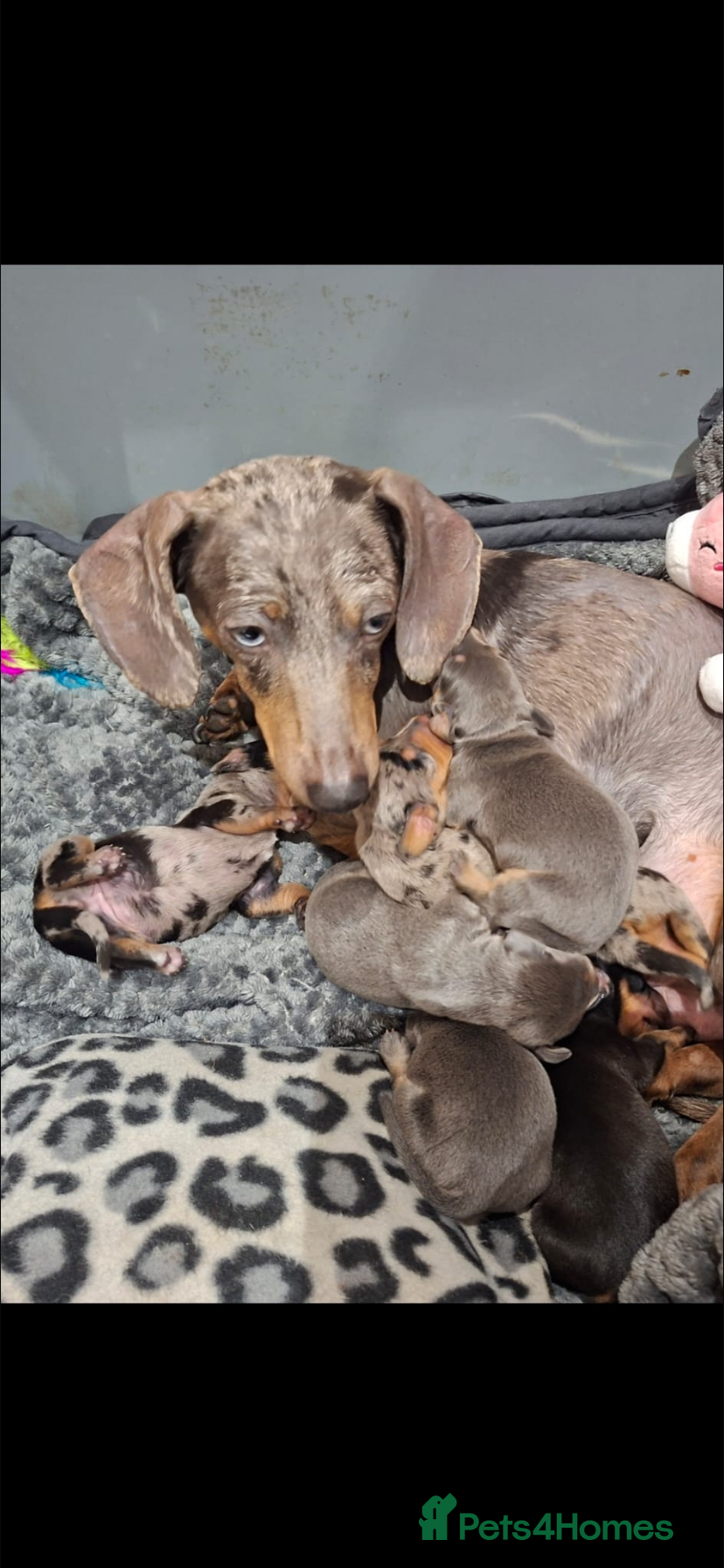 Dachshund dogs Dachshund puppies - Advert 1