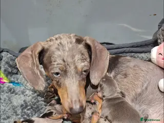 Dachshund dogs Dachshund puppies - Advert 1