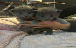 Maine Coon cats for sale: Maine coon x ragdoll  - Image 4