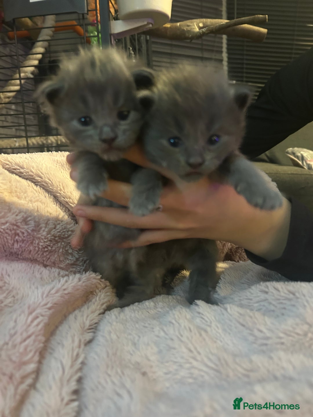 Maine Coon cats for sale: Maine coon x ragdoll  - Image 4