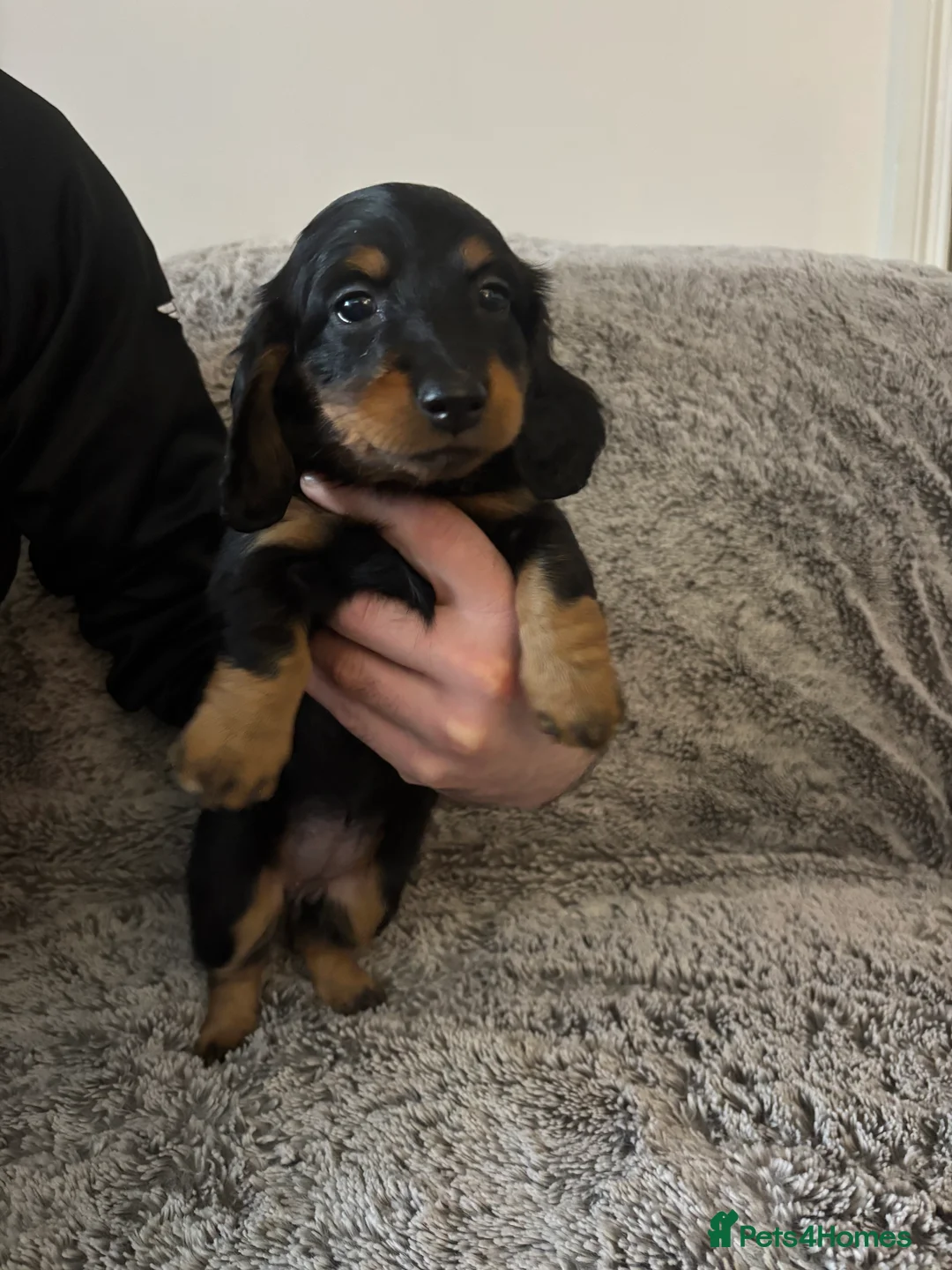 Miniature Dachshund dogs for sale: Miniature long haired dachshund  - Advert 5