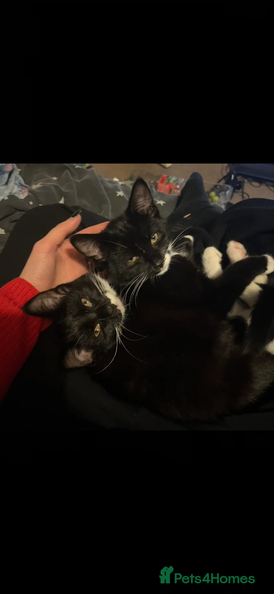 Mixed Breed cats for sale: Cars  - Advert 1