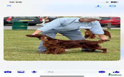 Irish Setter dogs for sale: Stunning Quality bred Irish Setter Puppies - Image 3