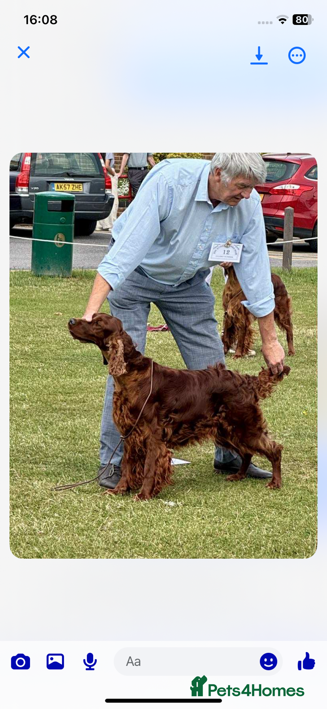 Irish Setter dogs for sale: Stunning Quality bred Irish Setter Puppies - Image 3