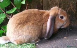 French Lop rabbits for sale: Giant French Lop Planned Litters - Vaccinated   - Image 8