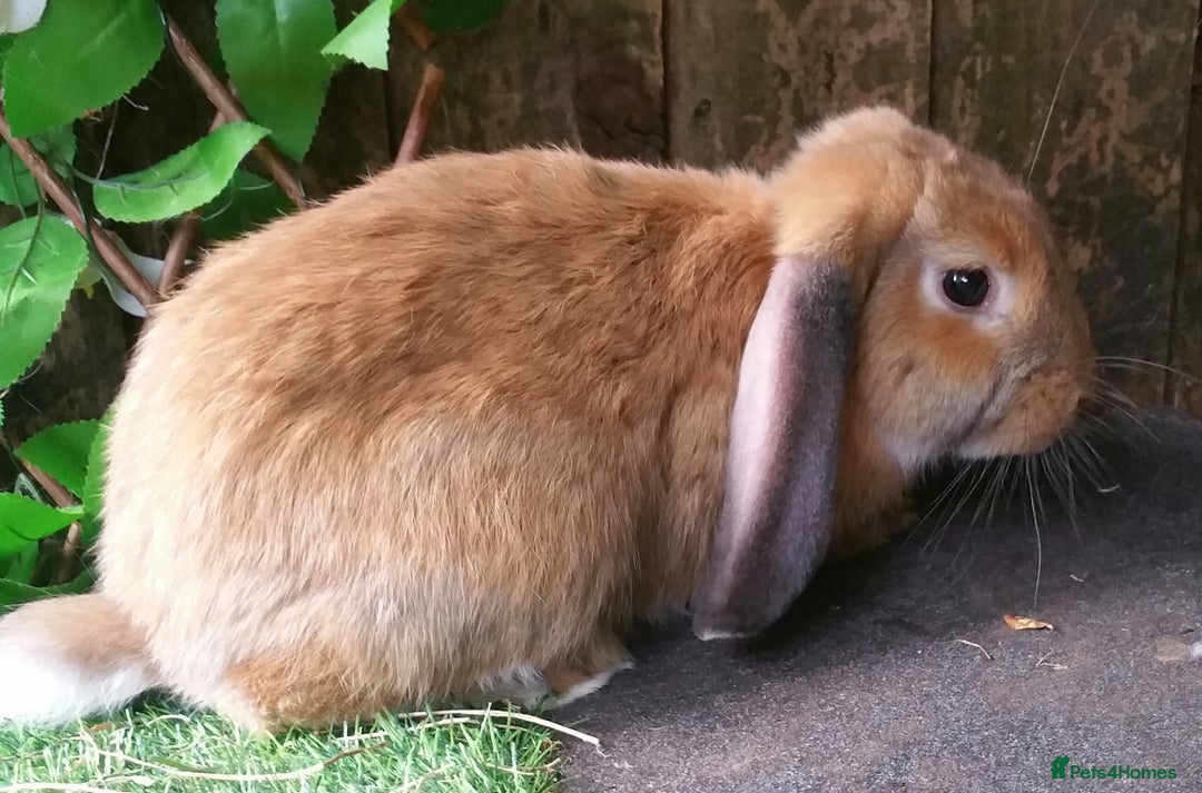 French Lop rabbits for sale: Giant French Lop Planned Litters - Vaccinated   - Image 8