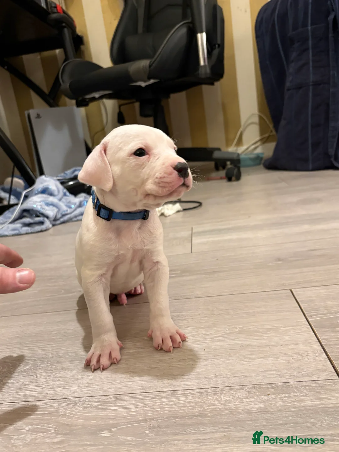 American Bulldog dogs for sale: American bulldog puppies  - Advert 21