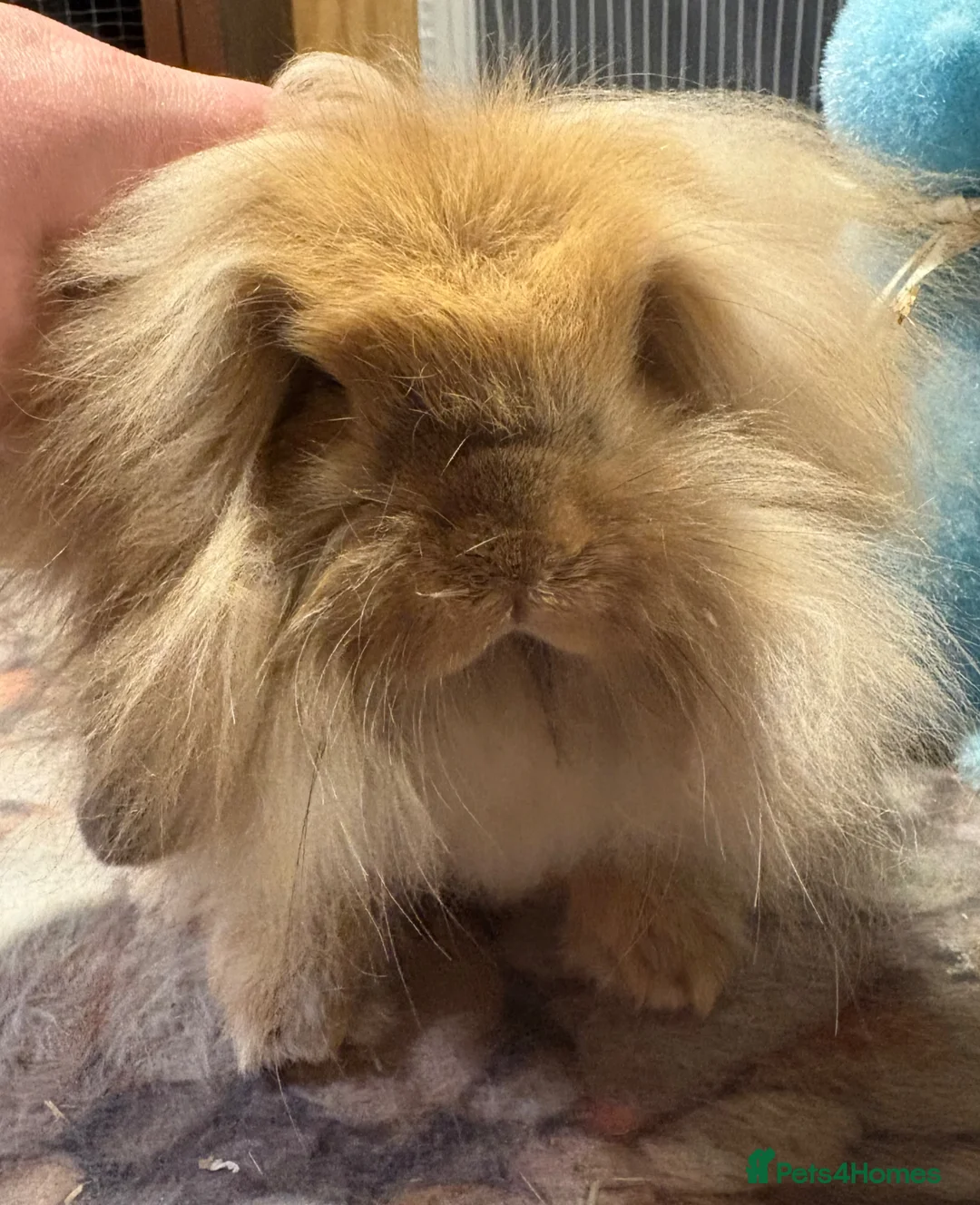 Mini Lion Lop rabbits for sale: UPDATED 08/05 Double mane lionlops available - Advert 5