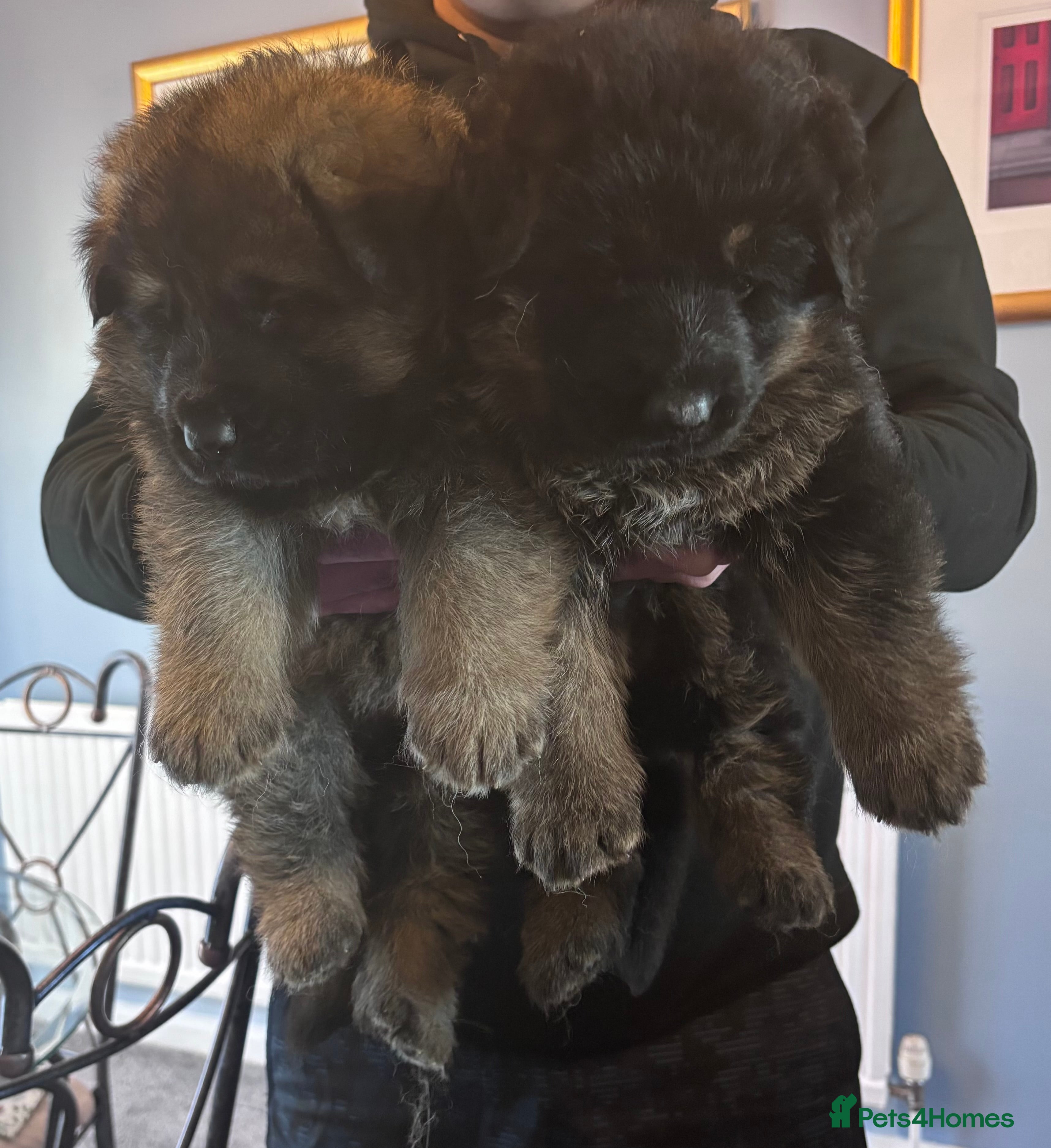 German Shepherd dogs kc registered german shepherd puppies for sale in Stanley - Advert 1