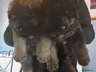 German Shepherd dogs kc registered german shepherd puppies for sale in Stanley - Advert 2