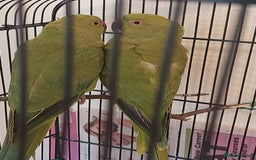 Ringnecks birds for sale: Ringnecks - Image 3