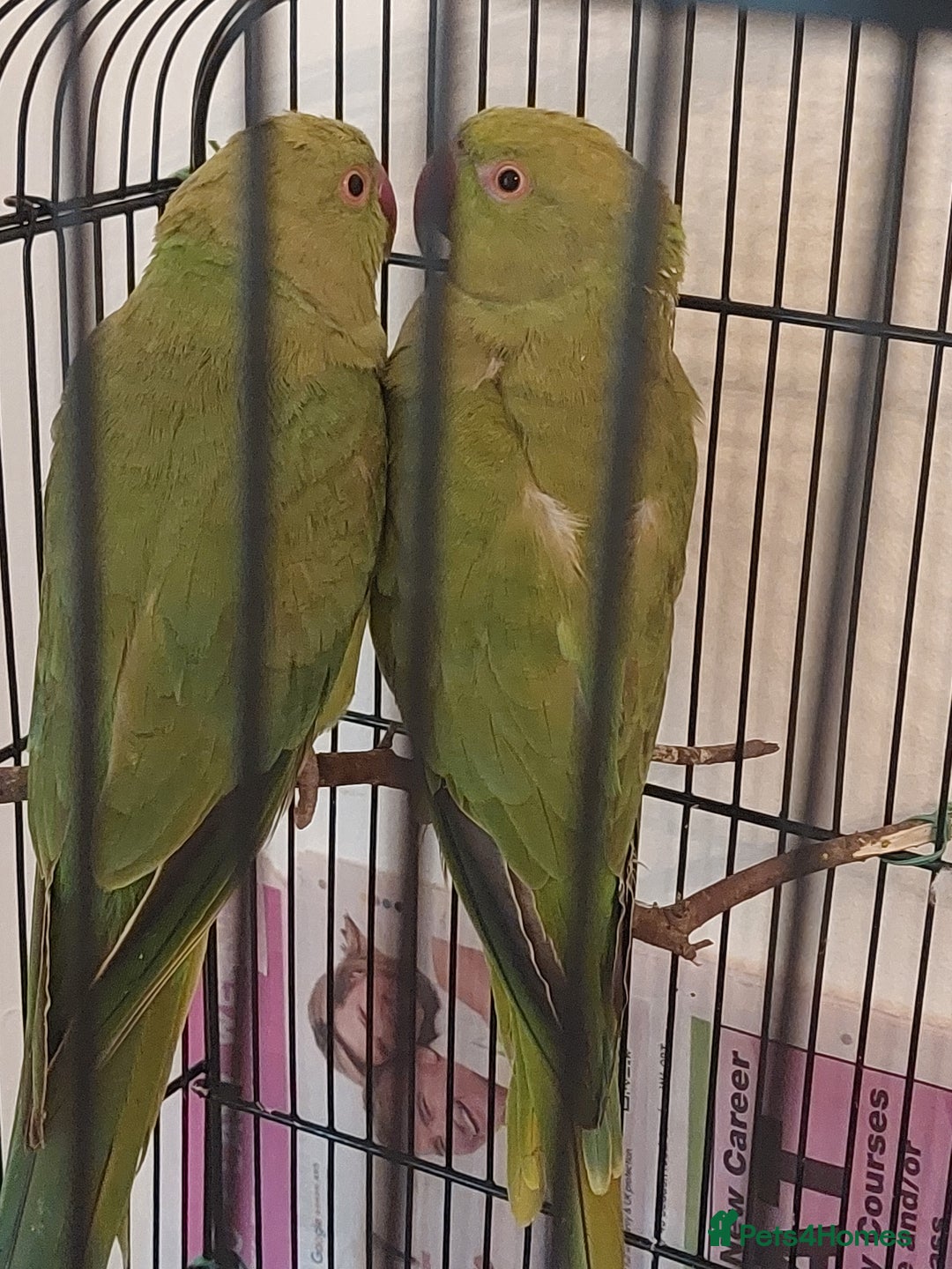 Ringnecks birds for sale: Ringnecks - Image 3