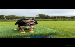 Cockapoo dogs for sale: F1B female cockapoo - nearly 1 year old - Image 5
