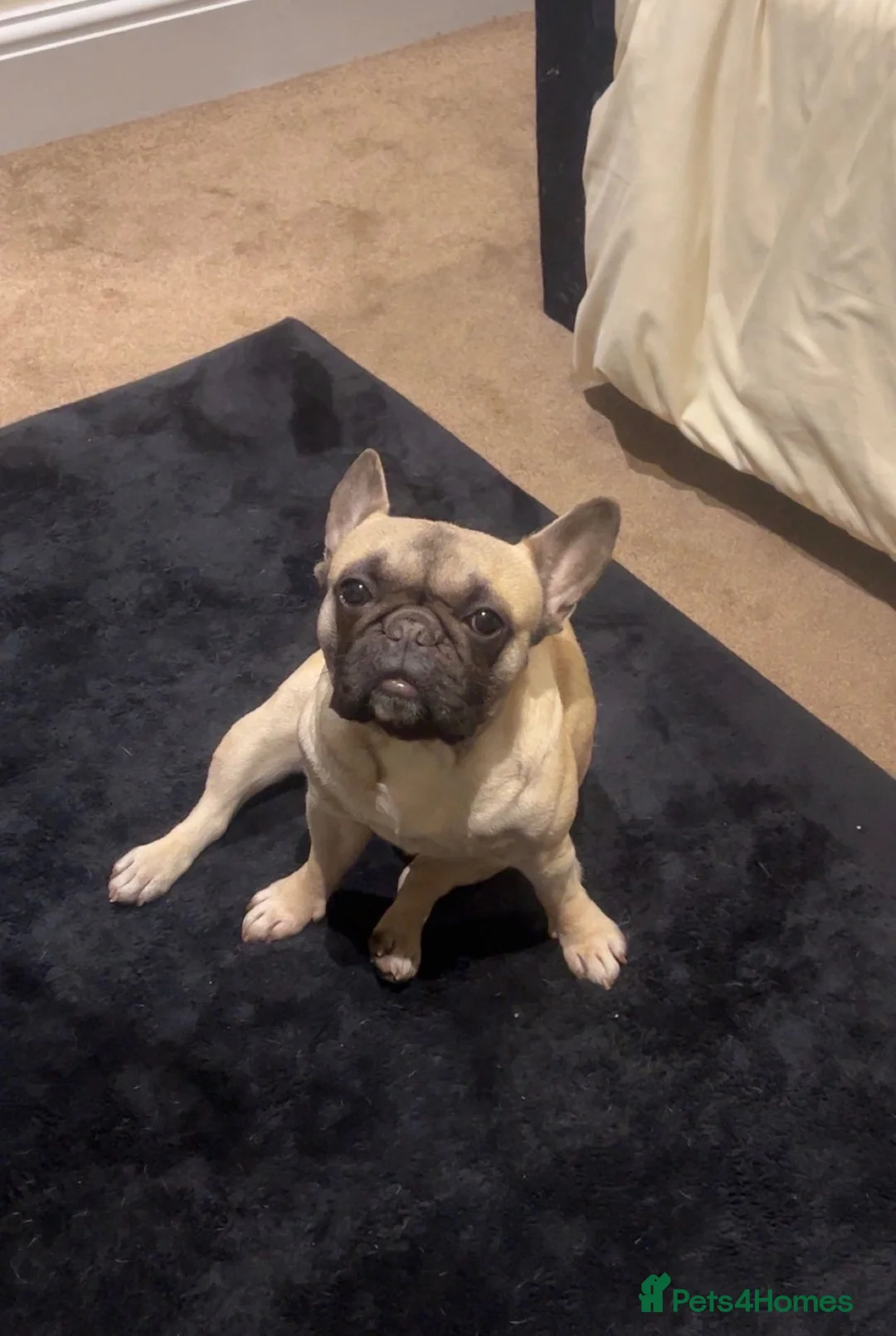 French Bulldog dogs for sale: Female French Bulldog - Gracey in Warrington - Advert 2