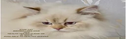 British Longhair cats for sale: SILVER CHINCHILLA GIRLS -HEALTH TESTED PARENTS - Advert 8