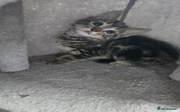 Mixed Breed cats for sale: 5 Kittens for sale - Image 35