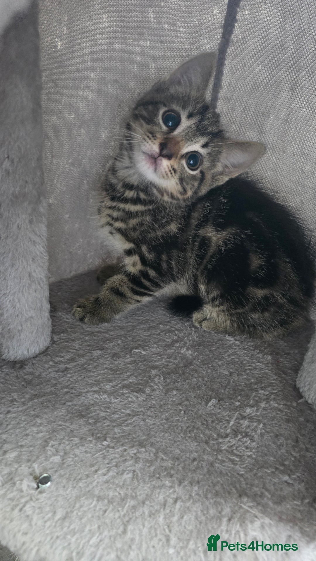 Mixed Breed cats for sale: 5 Kittens for sale - Image 35