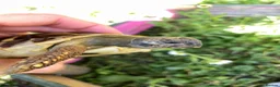 Hermann Tortoise reptiles for sale: Harmann Tortoise 6 years old  in Egham - Advert 2