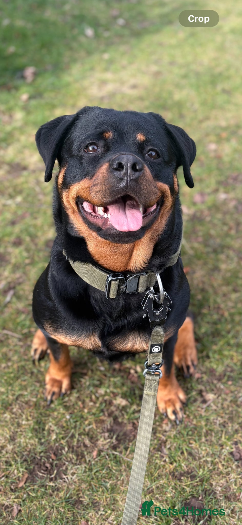 Rottweiler dogs Rottweiler puppys due April 🐾🤍 - Advert 1