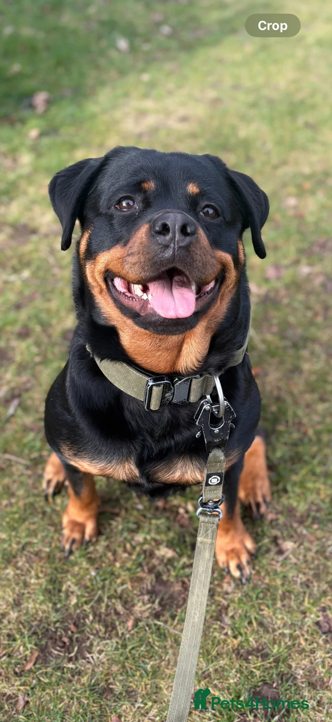 Rottweiler dogs for sale: Rottweiler puppys due April 🐾🤍 in Dingwall - Advert 1