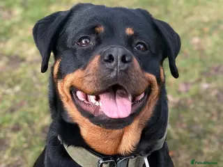 Rottweiler dogs Rottweiler puppys due April 🐾🤍 - Advert 2